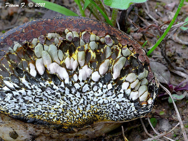 hráškovec obyčajný Pisolithus arhizus (Scop.) Rauschert