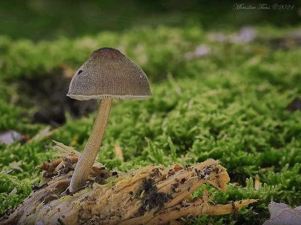 štítovka Pluteus sp.