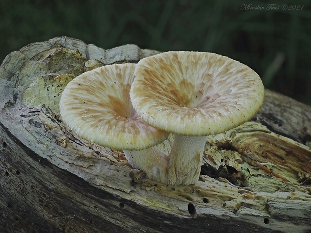 trúdnik hľuzovitý Polyporus tuberaster (Jacq. ex Pers.) Fr.