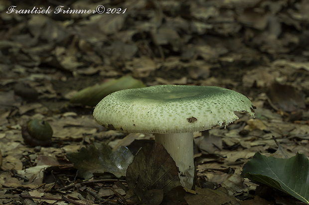 plávka zelenkastá Russula virescens (Schaeff.) Fr.