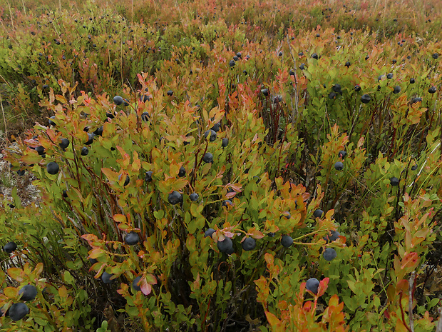 brusnica čučoriedková Vaccinium myrtillus L.