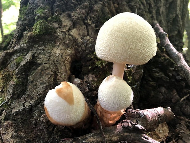 pošvovec stromový Volvariella bombycina (Schaeff.) Singer