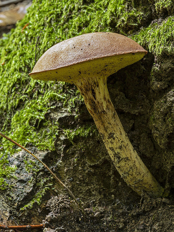 suchohríb červenohnedý Xerocomus ferrugineus (Kuntze) Singer