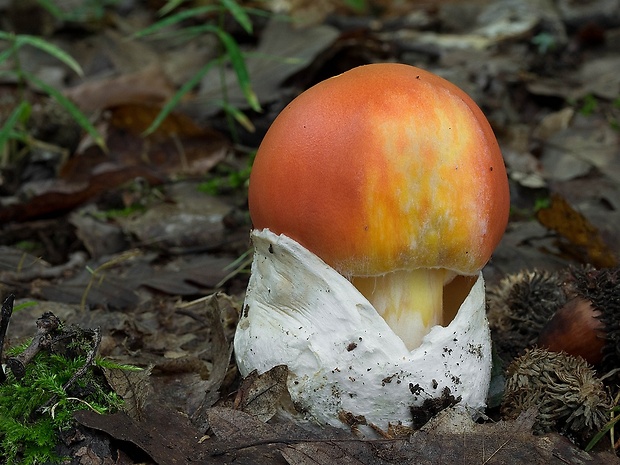 muchotrávka cisárska Amanita caesarea (Scop.) Pers.