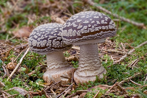 muchotrávka hrubá Amanita excelsa (Fr.) Bertill.