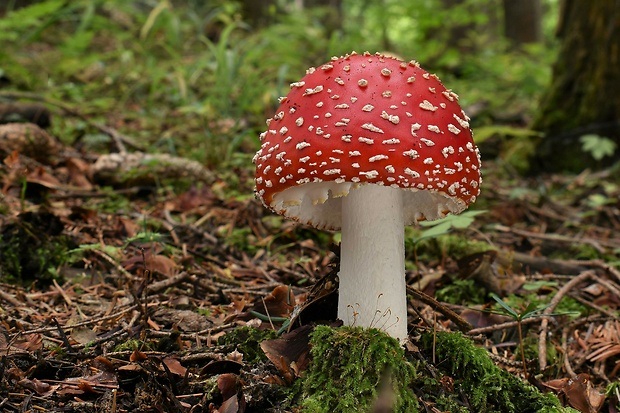 muchotrávka červená Amanita muscaria (L.) Lam.