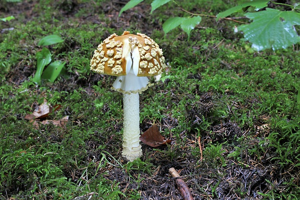 muchotrávka kráľovská Amanita regalis (Fr.) Michael