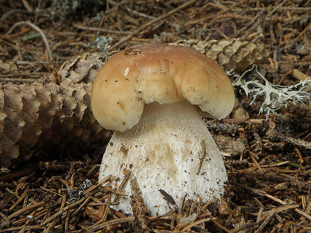 hríb smrekový Boletus edulis Bull.