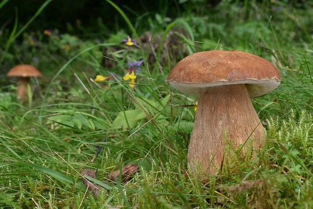 hríb dubový Boletus reticulatus Schaeff.