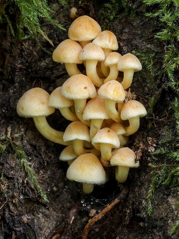 strapcovka zväzkovitá Hypholoma fasciculare (Huds.) P. Kumm.