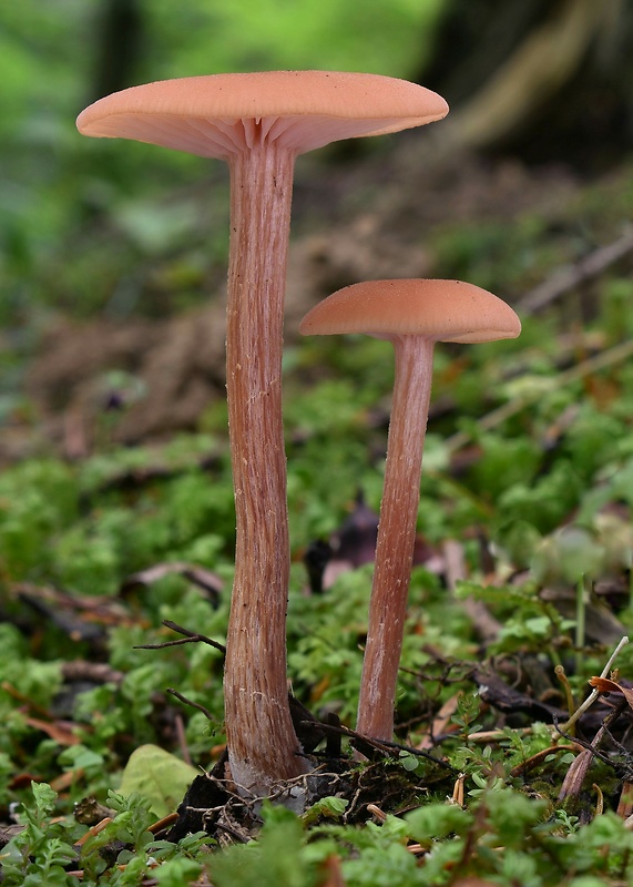 lakovka Laccaria sp.