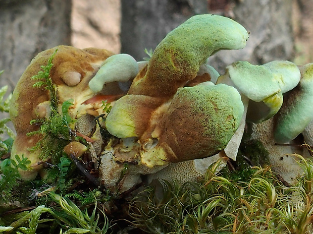 krásnopórovec zelenohnedý Laeticutis cristata (Schaeff.) Audet