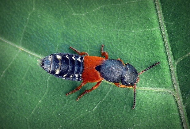 drobčík (sk) / drabčík (cz) Platydracus stercorarius (Olivier, 1795)