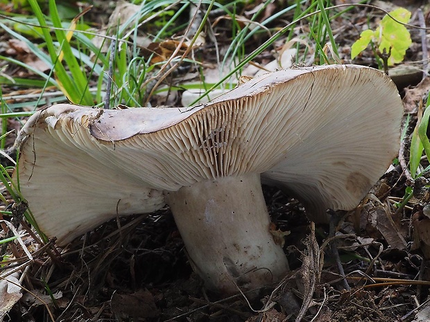 plávka černejúca Russula nigricans Fr.