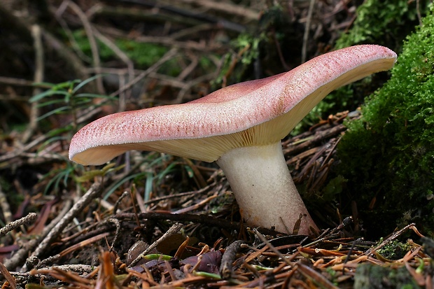 čírovec červenožltý Tricholomopsis rutilans (Schaeff.) Singer