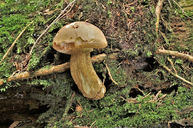 podhríb žlčový Tylopilus felleus (Bull.) P. Karst.