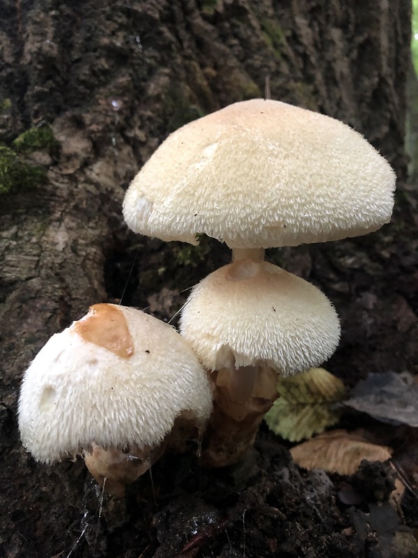 pošvovec stromový Volvariella bombycina (Schaeff.) Singer