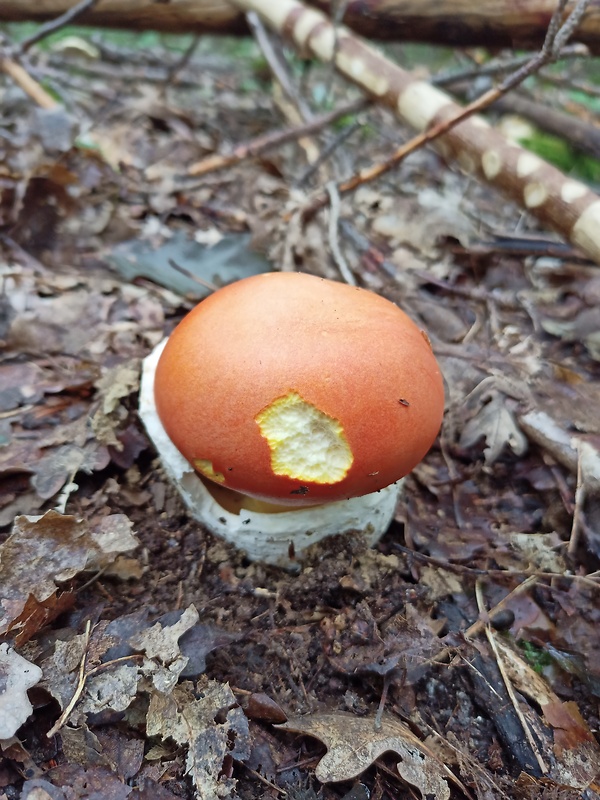 muchotrávka cisárska Amanita caesarea (Scop.) Pers.