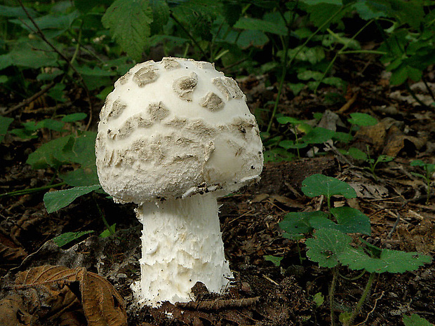 muchotrávka šiškovitá Amanita strobiliformis Gonn. & Rabenh.