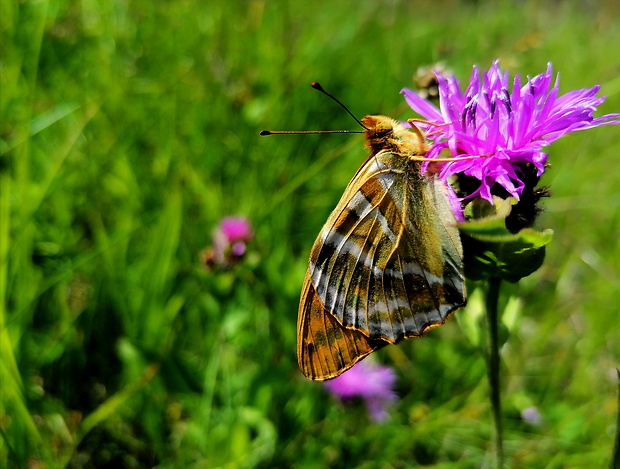 perlovec striebristopásavý Argynnis paphia