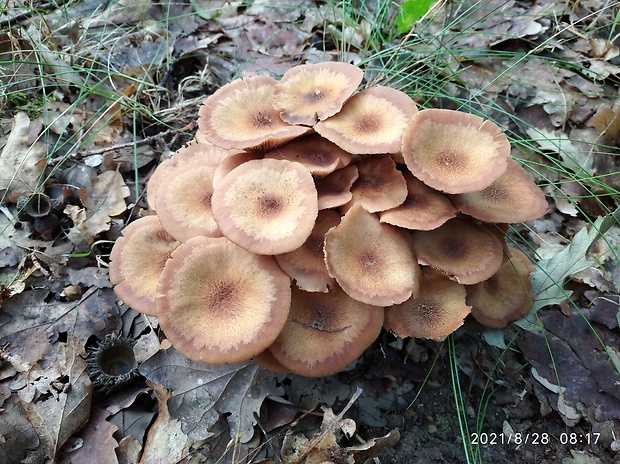 podpňovka bezprsteňová Armillaria socialis (DC.) Fayod