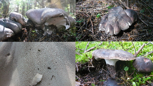 hrboľnačka černastá Boletopsis leucomelaena (Pers.) Fayod