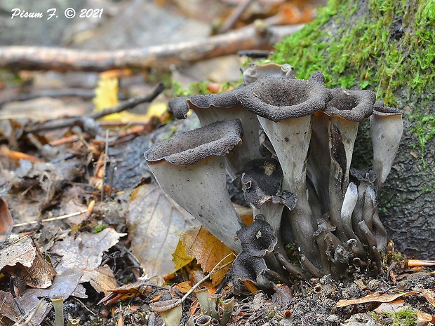 lievik trúbkovitý Craterellus cornucopioides (L.) Pers.