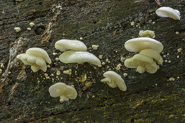 pahliva Crepidotus sp.