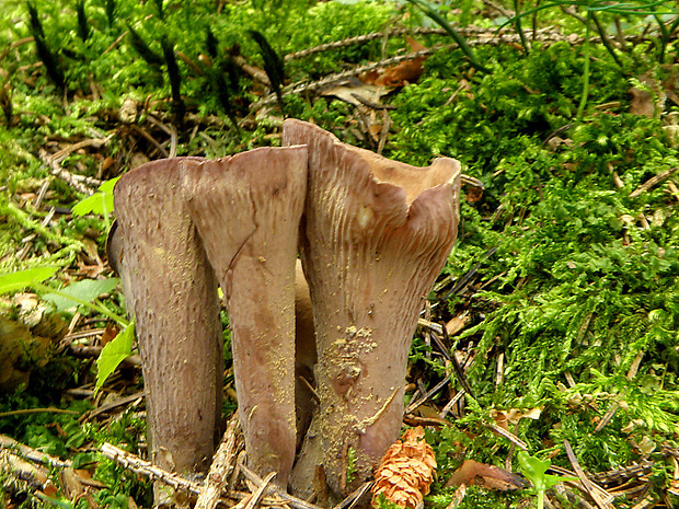 lievikovec kyjakovitý Gomphus clavatus (Pers.) Gray