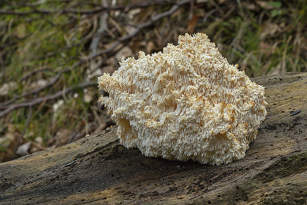 koralovec bukový Hericium coralloides (Scop.) Pers.