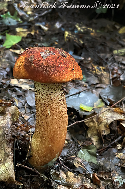 kozák dubový Leccinum aurantiacum (Bull.) Gray