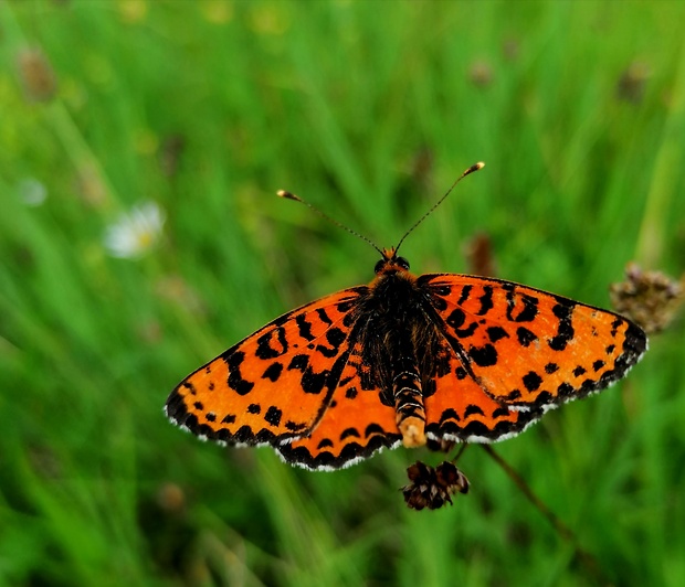 hnedáčik pyštekový Melitaea didyma