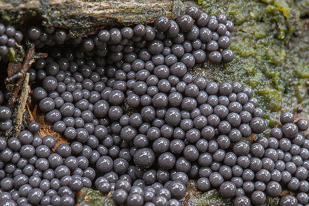 slizovka Myxomycetes