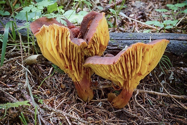 lupeňopórovec hnedožltý Phylloporus pelletieri (Lév.) Quél.