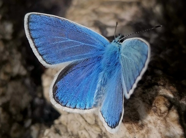 modráčik obyčajný  Polyommatus icarus