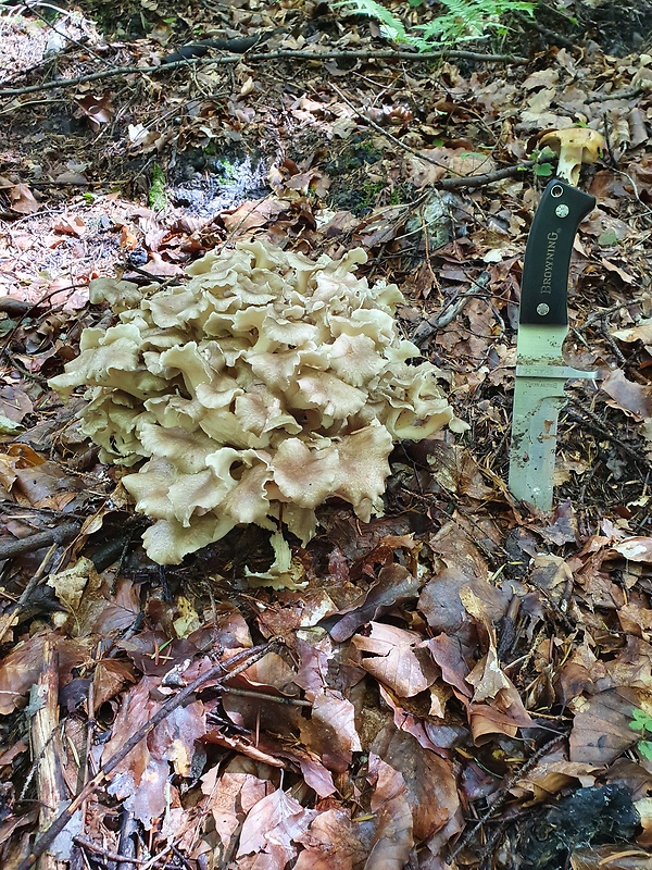 trúdnik klobúčkatý Polyporus umbellatus (Pers.) Fr.