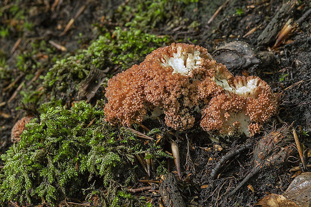 strapačka koralovitá Ramaria botrytis (Pers.) Ricken