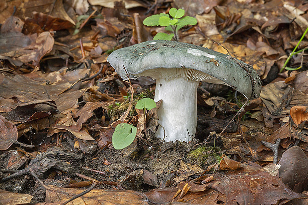 plávka modrastá Russula cyanoxantha (Schaeff.) Fr.