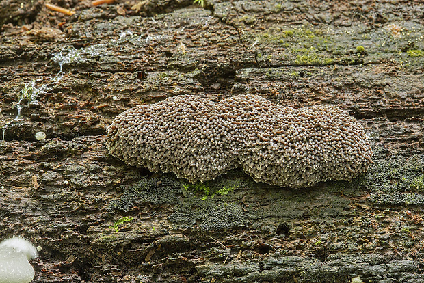 jahodník sasankovitý Tubifera ferruginosa (Batsch) J.F. Gmel.