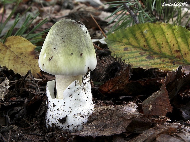 muchotrávka zelená Amanita phalloides (Vaill. ex Fr.) Link