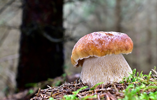 hríb smrekový Boletus edulis Bull.