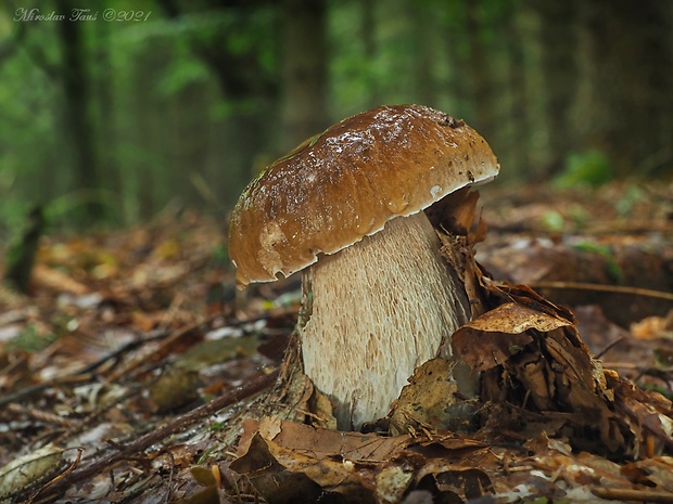 hríb smrekový Boletus edulis Bull.