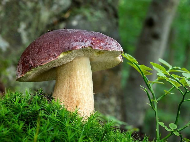 hríb sosnový Boletus pinophilus Pil. et Dermek in Pil.