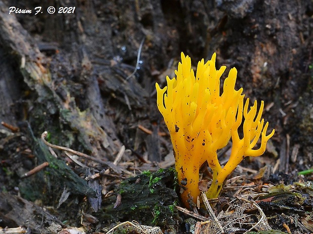 parôžkovec lepkavý Calocera viscosa (Pers.) Fr.