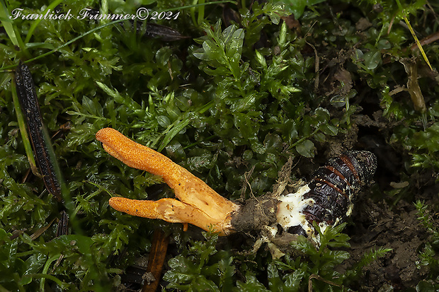 žezlovka hmyzová Cordyceps militaris (Fr.) Link