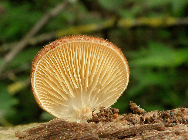 pahliva šafranová Crepidotus crocophyllus (Berk.) Sacc.