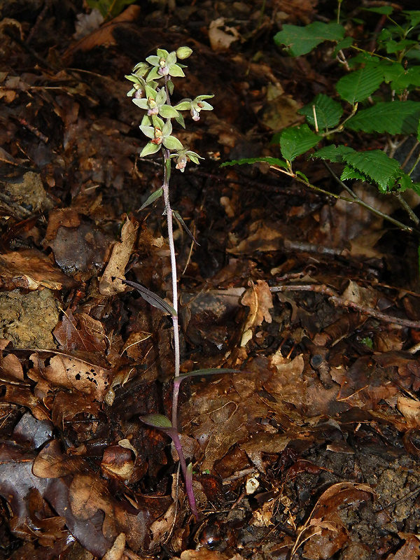 kruštík modrofialový Epipactis purpurata Sm.