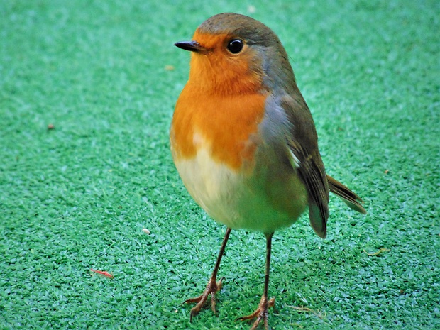 červienka obyčajna Erithacus rubecula