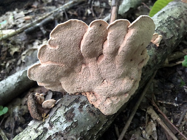 hlinovec červenkastý Hapalopilus rutilans (Pers.) Murrill