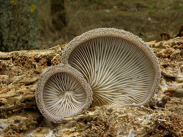 lastúrka plstnatá Hohenbuehelia mastrucata (Fr.) Singer